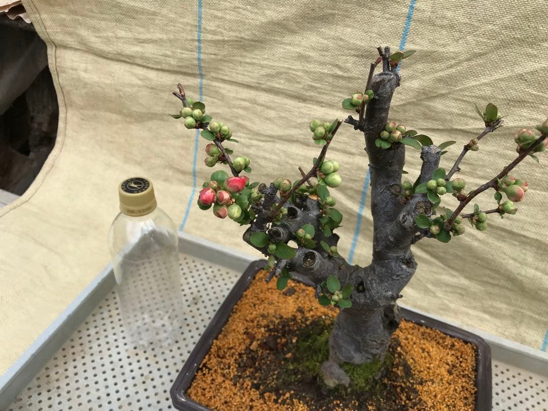 木瓜(ボケ)・放春花　日月星　角鉢(咲分け保証品)③