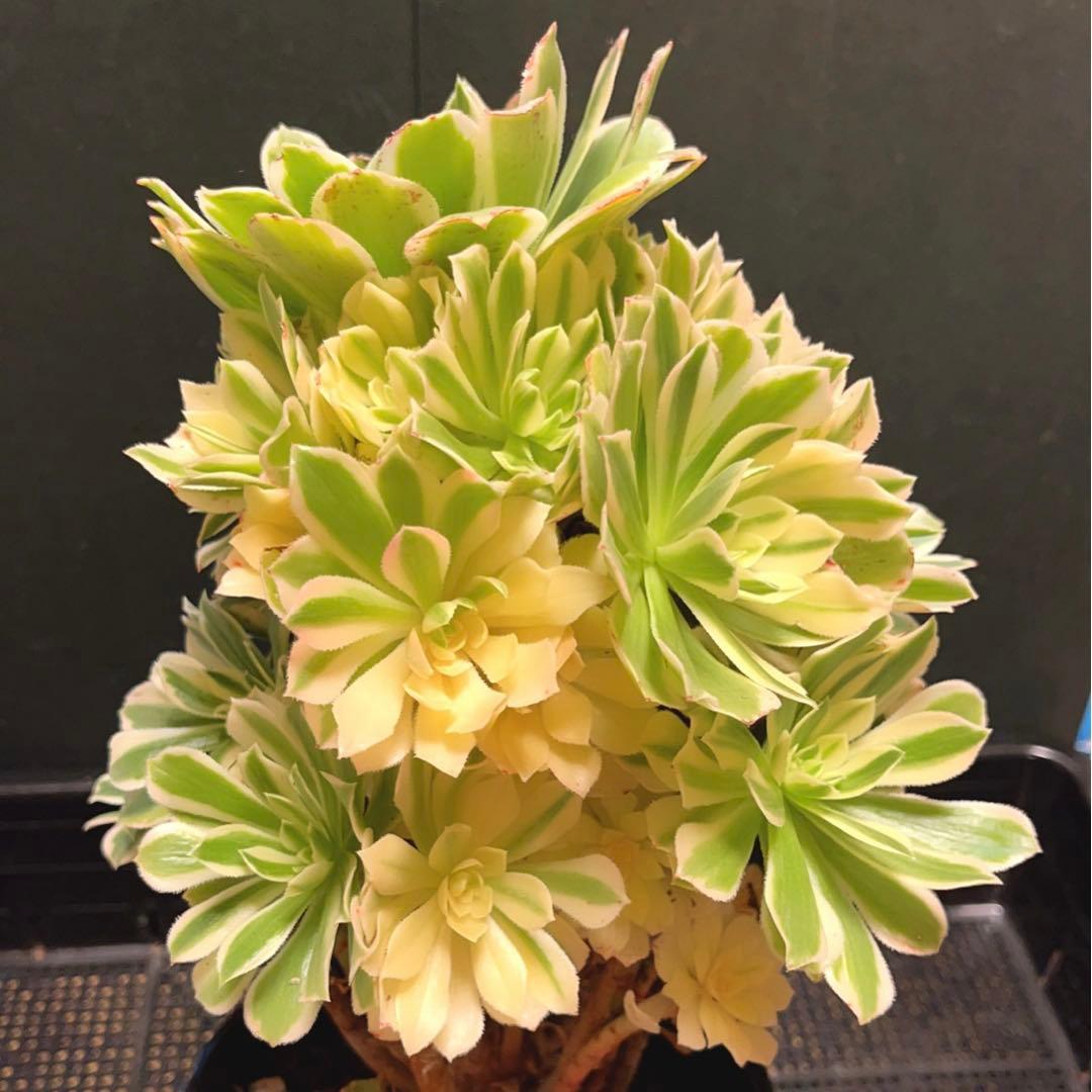 75# 多肉植物アエオニウム錦❤️ 艶凝❤️1大頭30小頭高27cn宽21cm拔き苗
