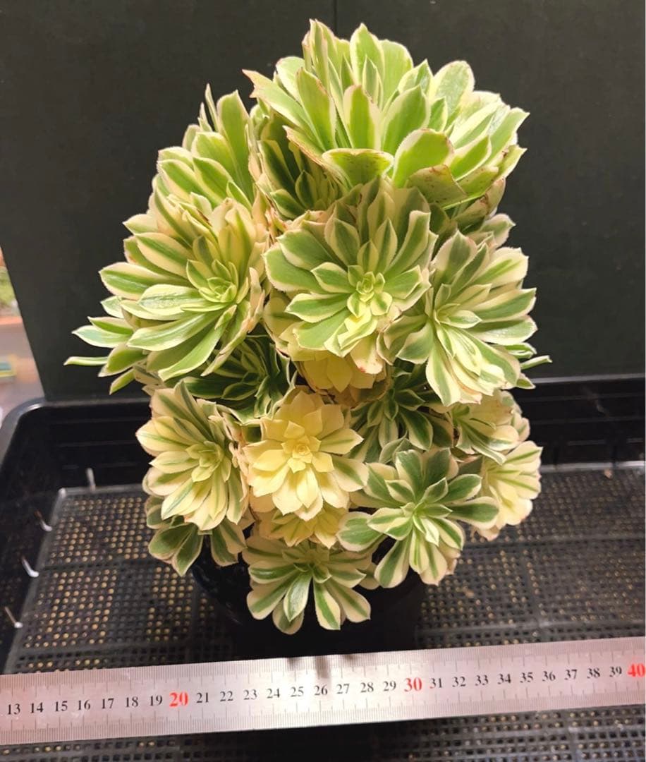 75# 多肉植物アエオニウム錦❤️ 艶凝❤️1大頭30小頭高27cn宽21cm拔き苗
