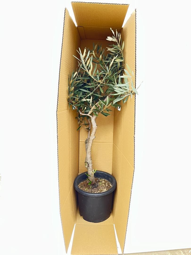 オリーブの木　ミッション　約170cm　NO.1866　大型　現品掲載　人気品種