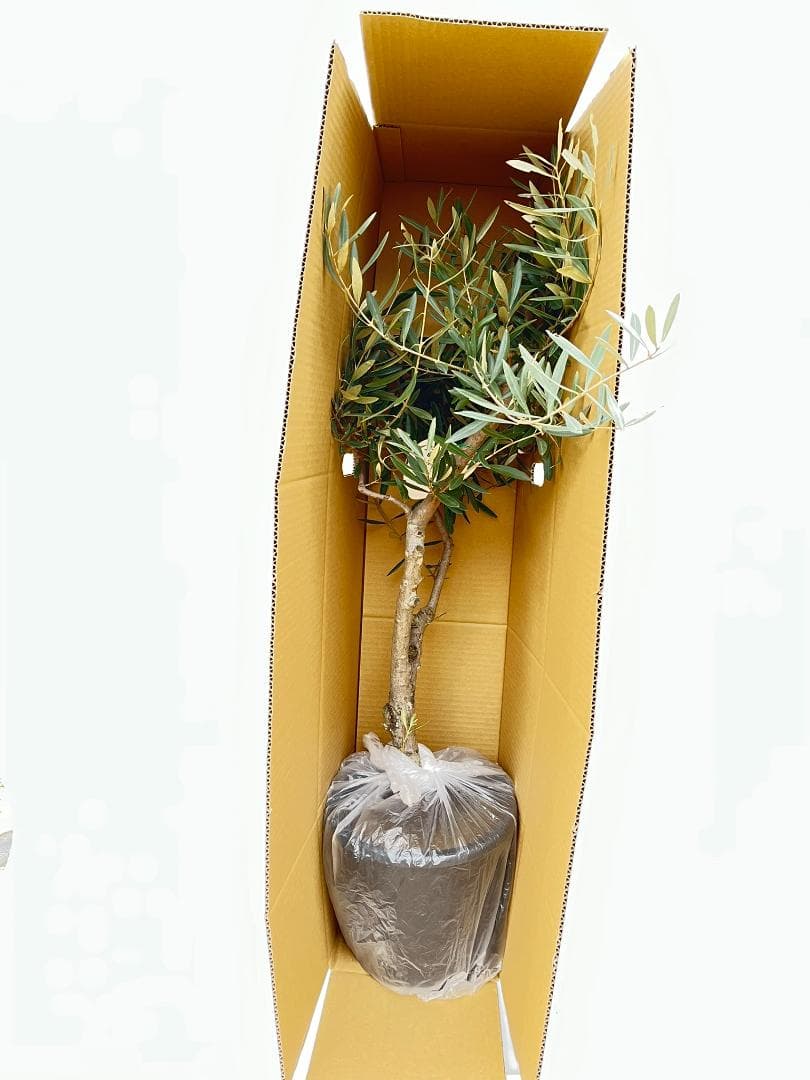 オリーブの木　ミッション　約170cm　NO.1866　大型　現品掲載　人気品種