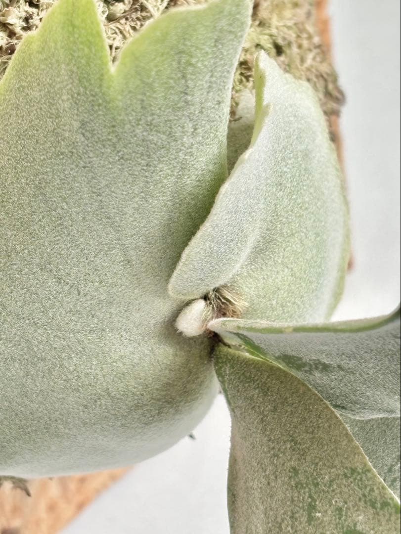 P. Willinckii Omg(spore) 【22】