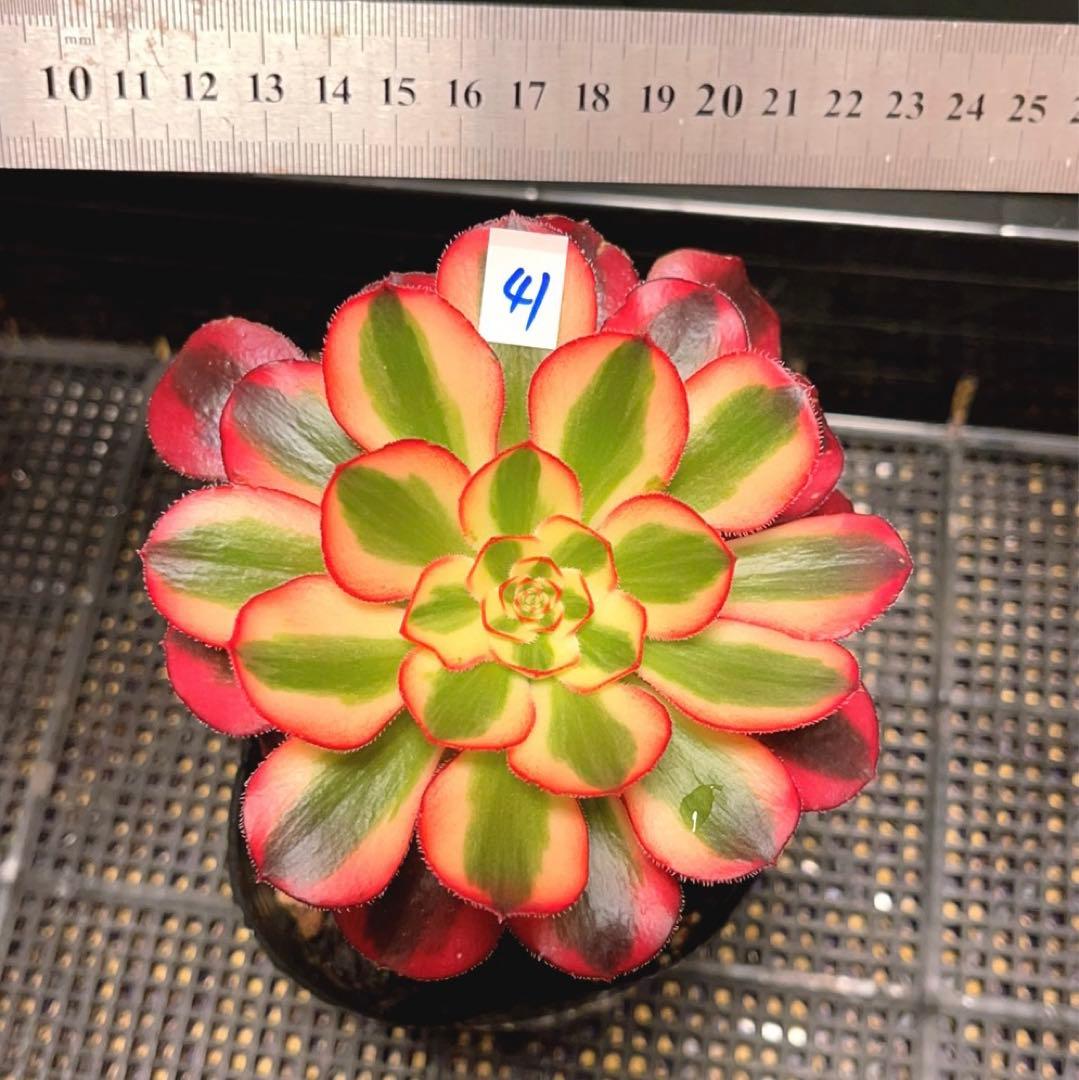 41#多肉植物アエオニウム錦❤️ シャネル ❤️1頭12cm拨き苗