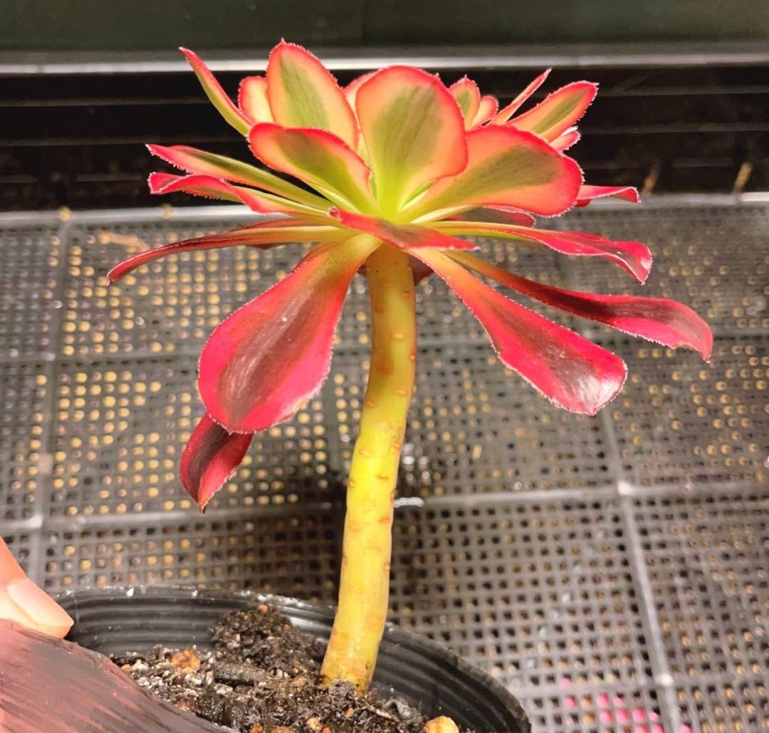 41#多肉植物アエオニウム錦❤️ シャネル ❤️1頭12cm拨き苗
