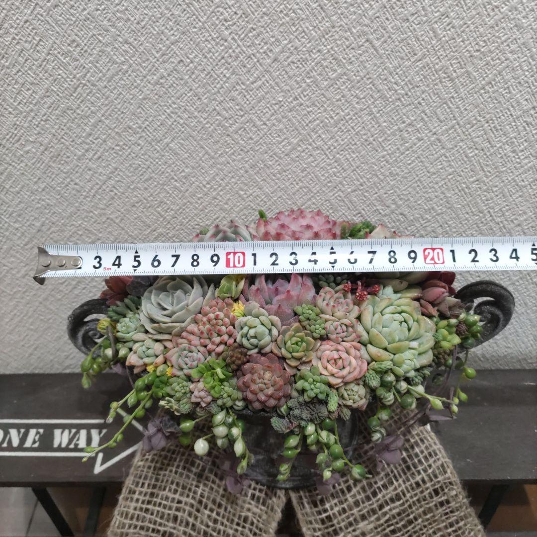 多肉植物 ♡そのまま飾れる寄せ植え♡ヴィンテージプランター✩.*˚