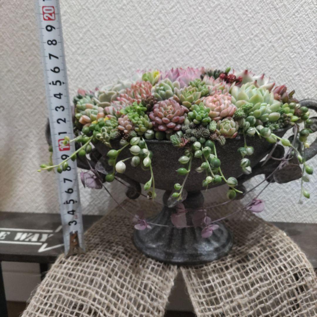 多肉植物 ♡そのまま飾れる寄せ植え♡ヴィンテージプランター✩.*˚