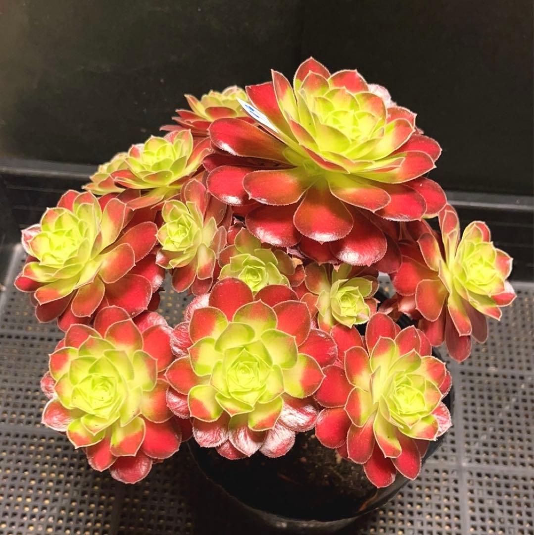 99#多肉植物アエオニウム❤️サラダボール中斑錦❤️1大頭12小頭23cm 鉢土付き