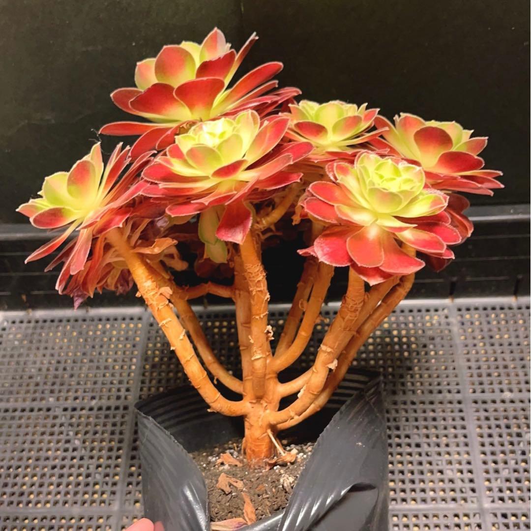 99#多肉植物アエオニウム❤️サラダボール中斑錦❤️1大頭12小頭23cm 鉢土付き