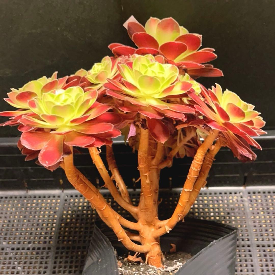 99#多肉植物アエオニウム❤️サラダボール中斑錦❤️1大頭12小頭23cm 鉢土付き