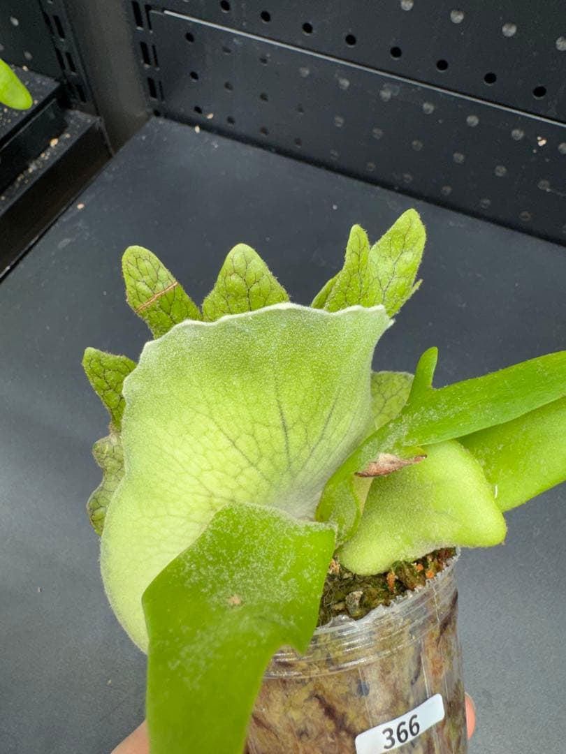 ビカクシダ P.willinckii Little Crown Sporeing #366