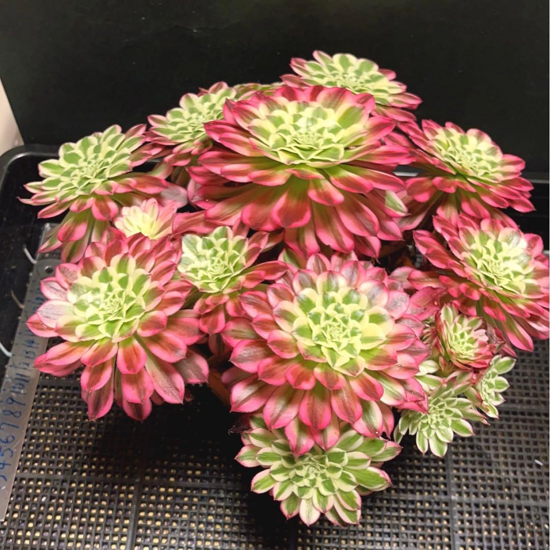 16#多肉植物アエオニウム錦❤️天合❤️12頭31cm拔き苗