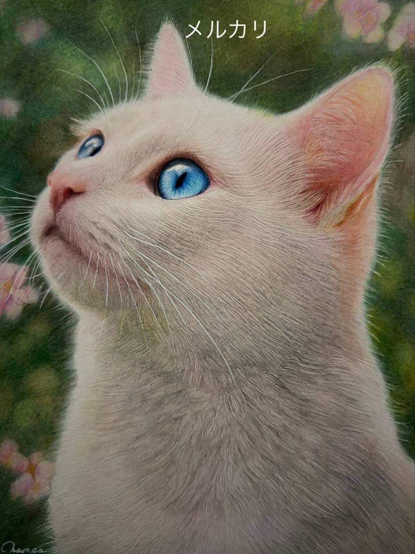 色鉛筆画A4白猫38