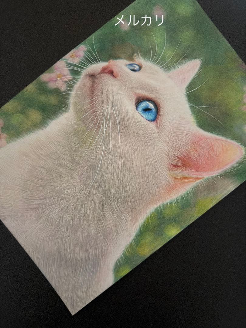 色鉛筆画A4白猫38