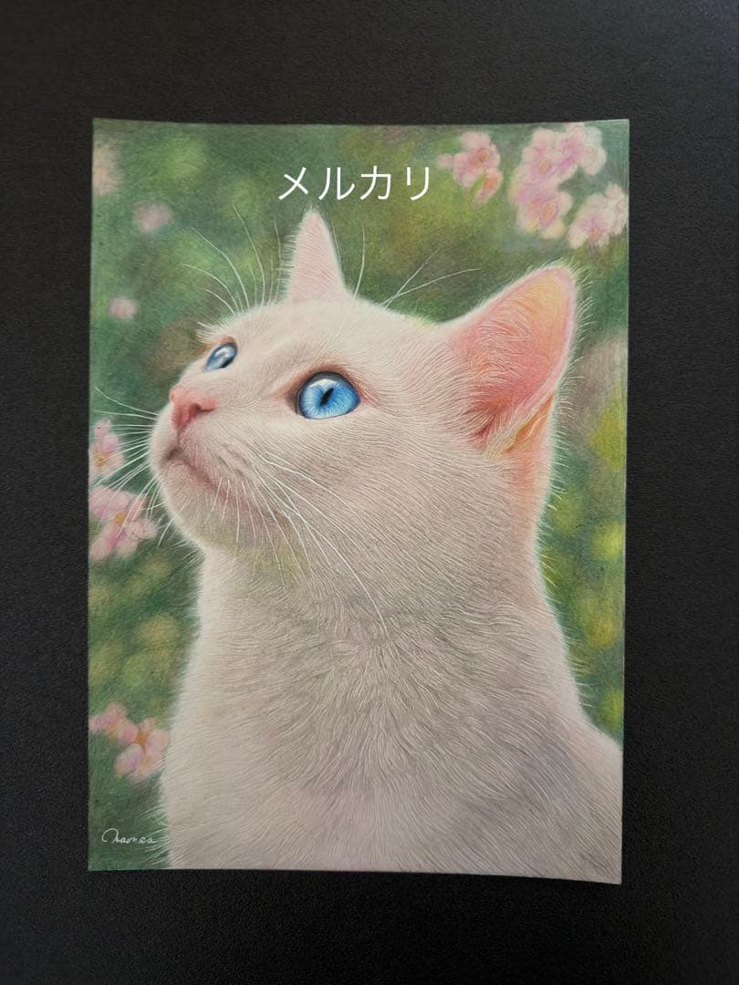 色鉛筆画A4白猫38