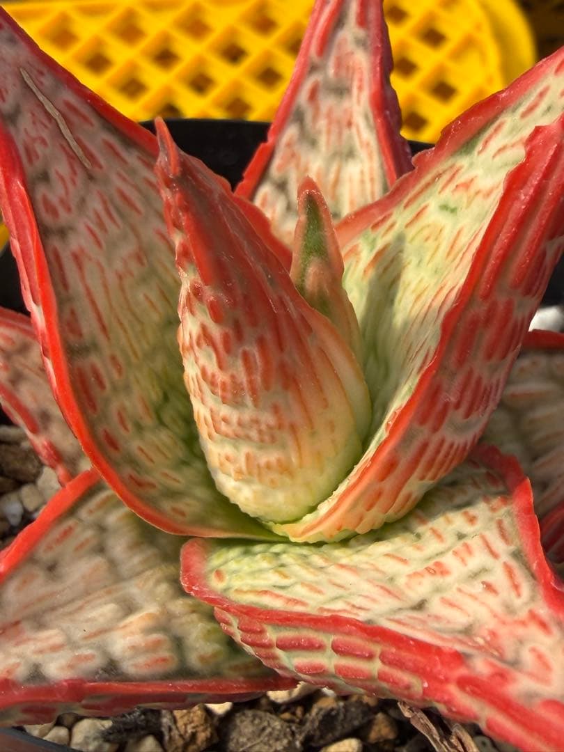 アロエ　ハイブリッド　Aloe hybrid 第四種　Jan-5