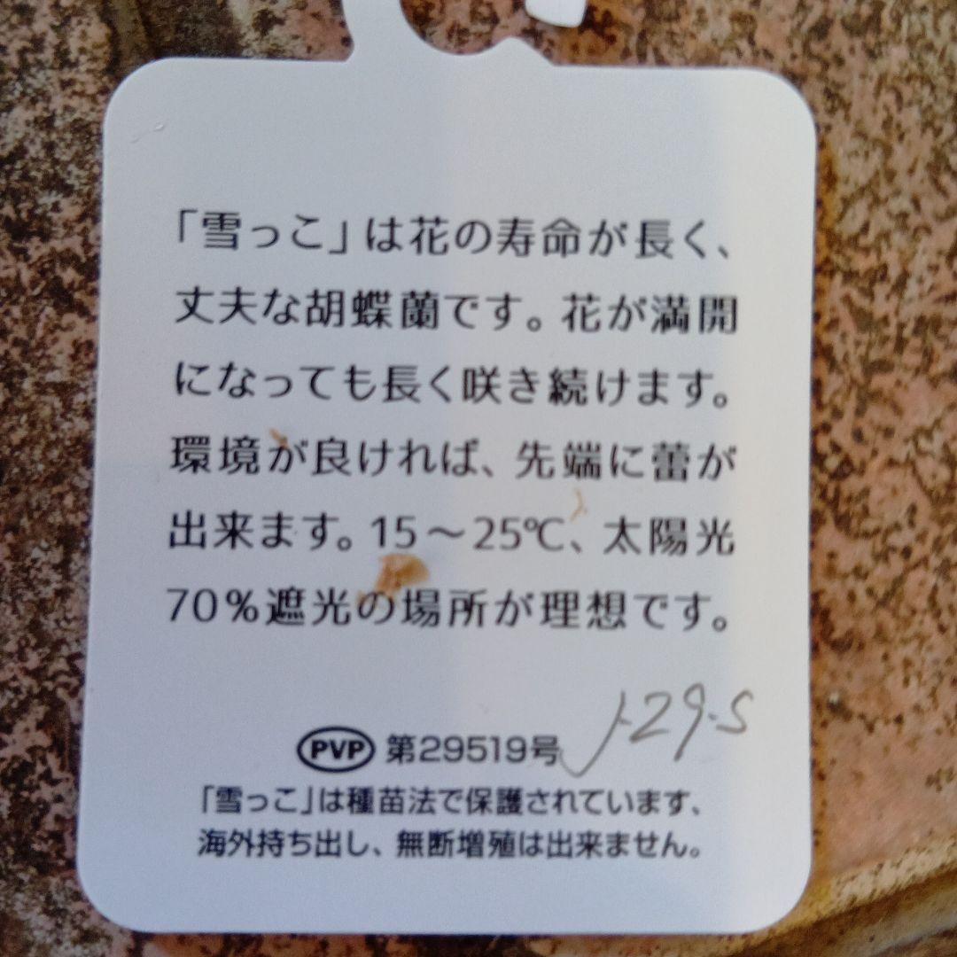 ファレノプシス雪っ子３本立6寸陶器鉢入り新品