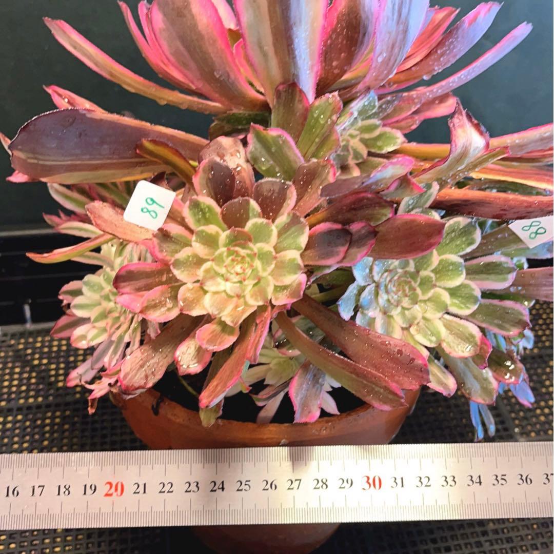 73#多肉植物アエオニウム錦❤️ 雲彩 ❤️1大頭7小頭6-8子芽27cm拨き苗