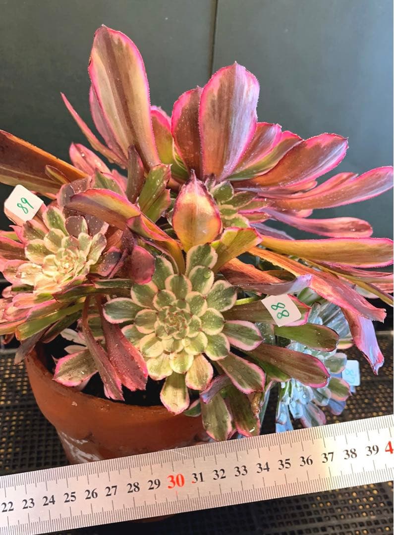 73#多肉植物アエオニウム錦❤️ 雲彩 ❤️1大頭7小頭6-8子芽27cm拨き苗
