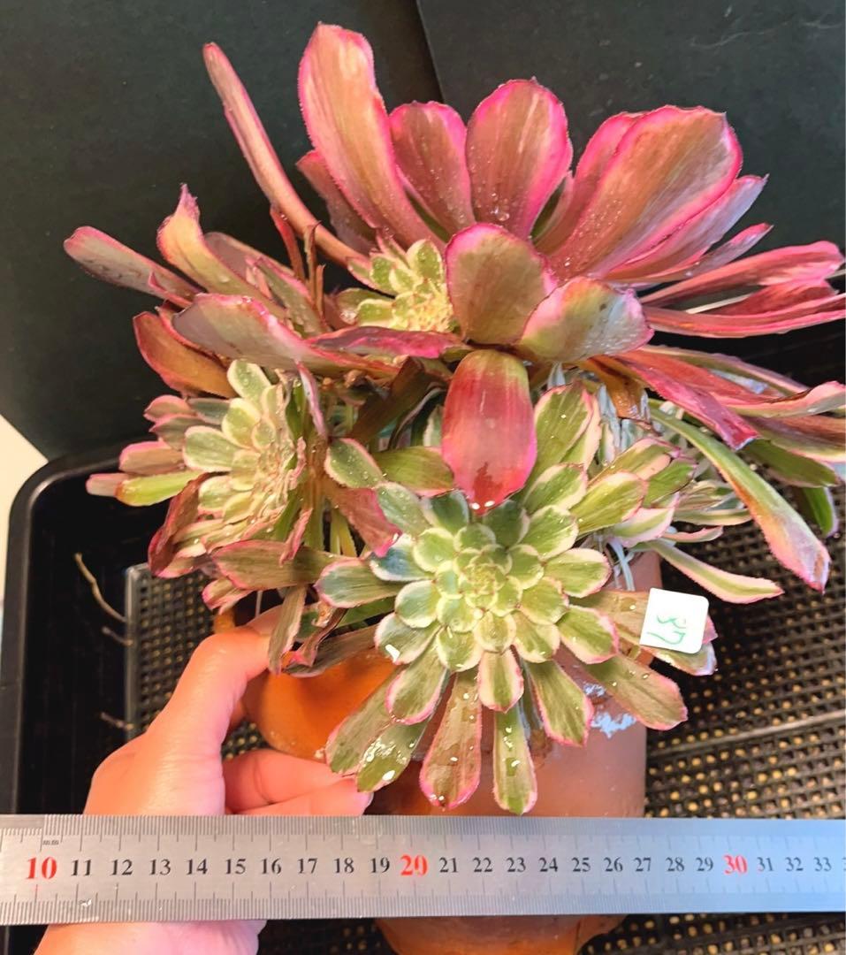 73#多肉植物アエオニウム錦❤️ 雲彩 ❤️1大頭7小頭6-8子芽27cm拨き苗