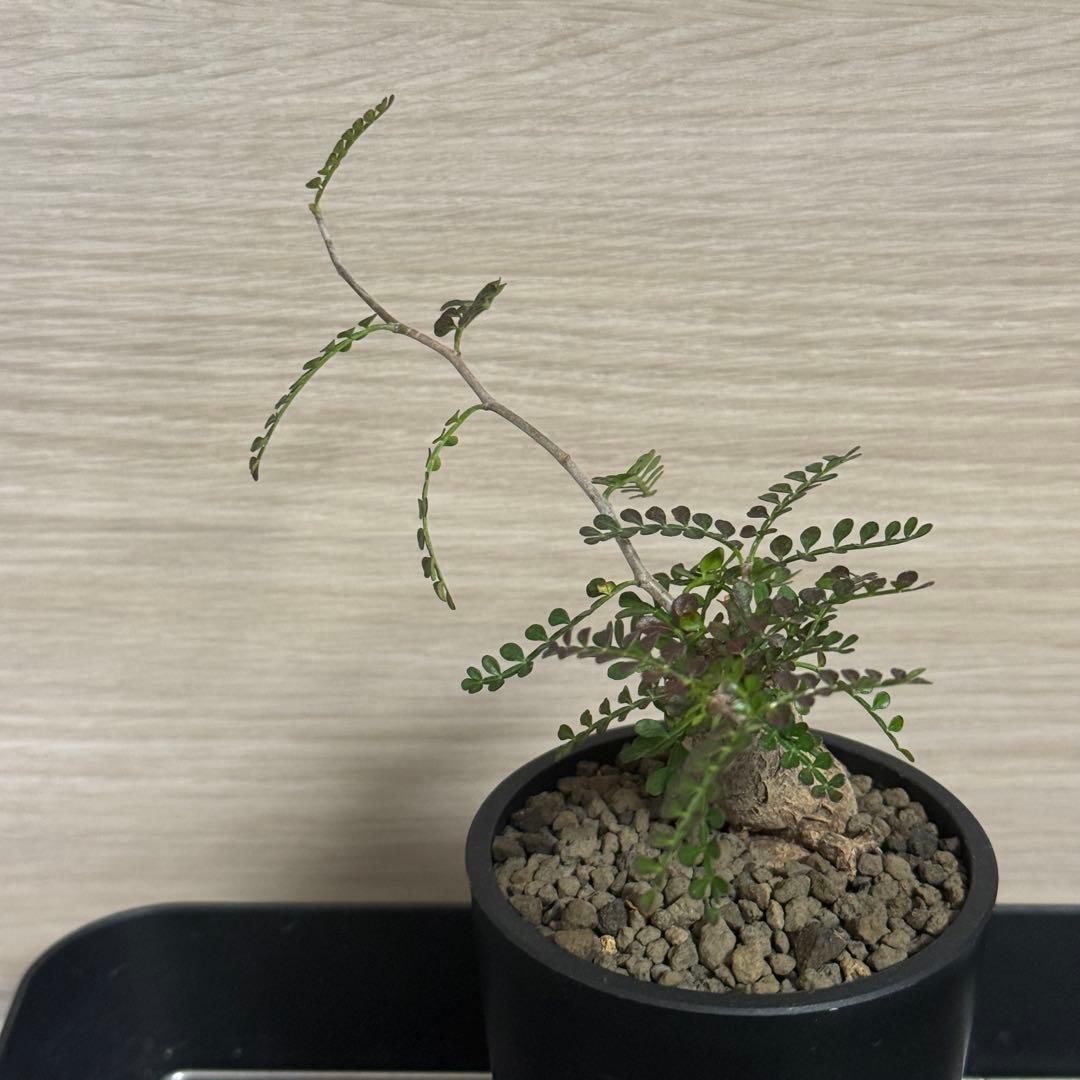 オペルクリカリア パキプス パワータンク根差し maceta鉢植え済み