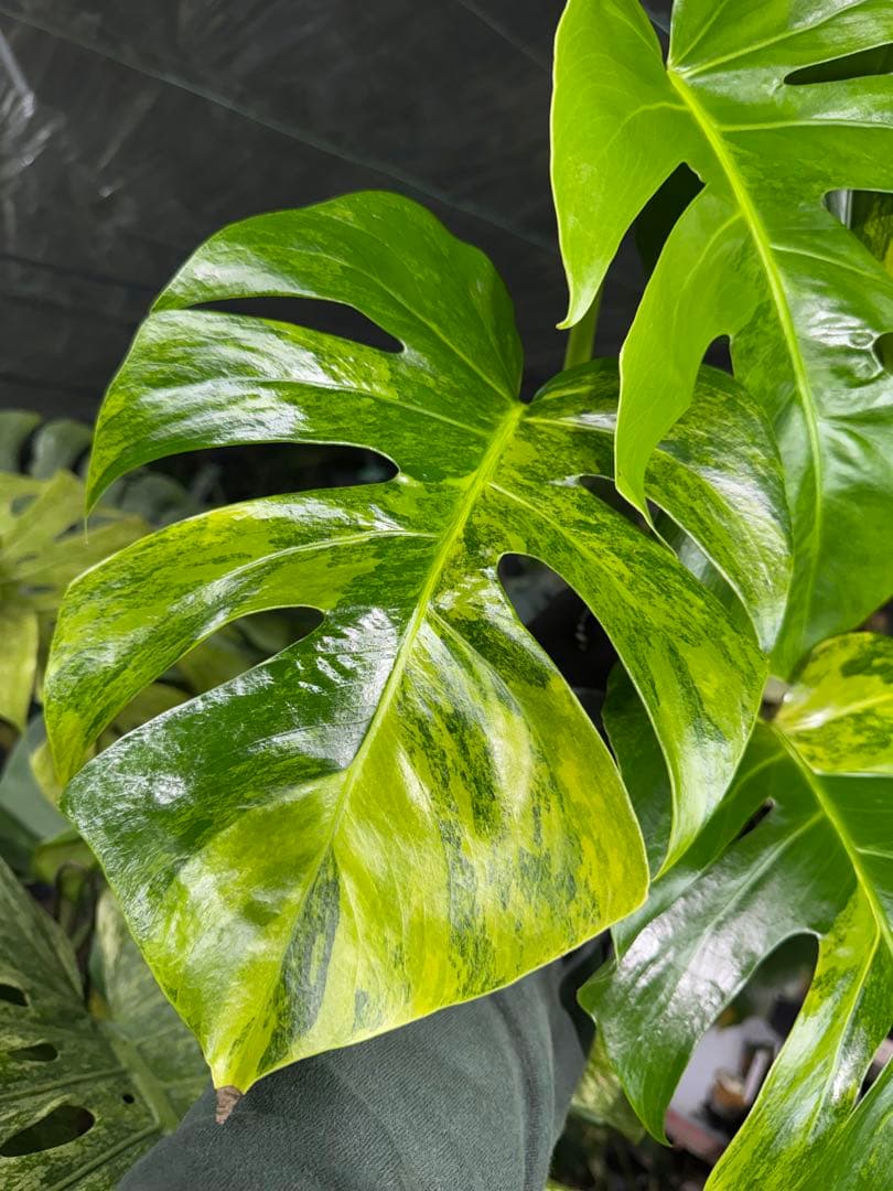 E2 モンステラ　ボルギシアナ　オーレア　黄斑　健康成長点カット苗
