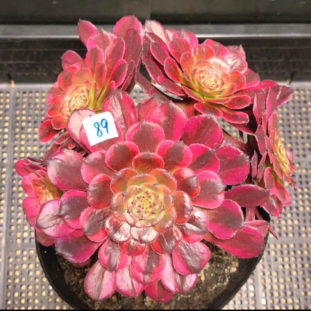 89#多肉植物アエオ錦❤️レッドゴールドスチール ❤️5大頭19cm拔き苗