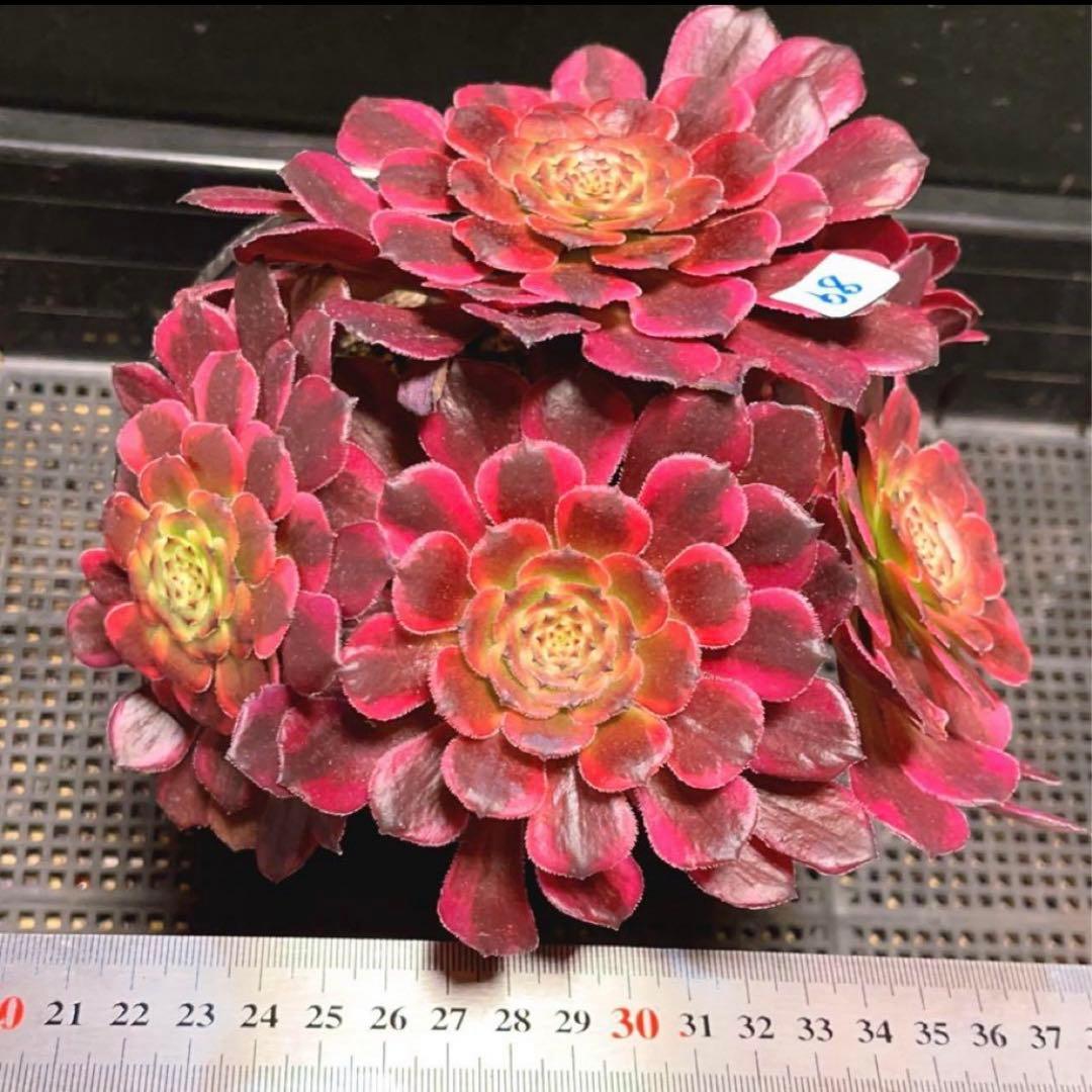 89#多肉植物アエオ錦❤️レッドゴールドスチール ❤️5大頭19cm拔き苗