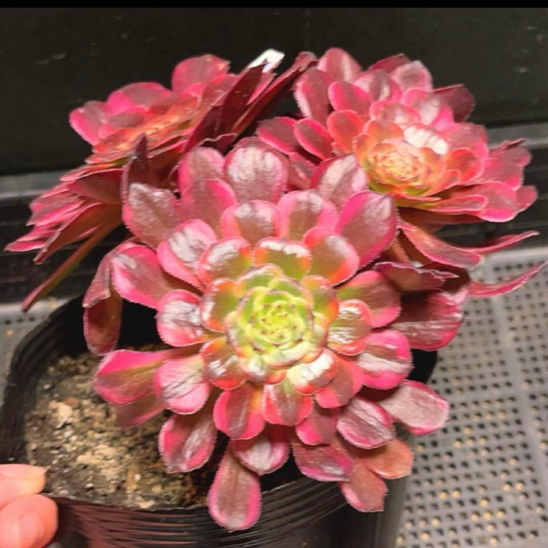 89#多肉植物アエオ錦❤️レッドゴールドスチール ❤️5大頭19cm拔き苗