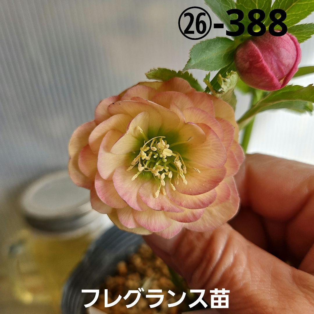 坊ノ前様ご購入苗㉖-388クリスマスローズ