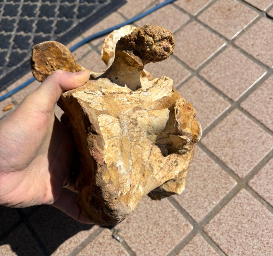 スピノサウルスの頸椎の化石　モロッコ　恐竜/ アロサウルス　ティラノサウルス