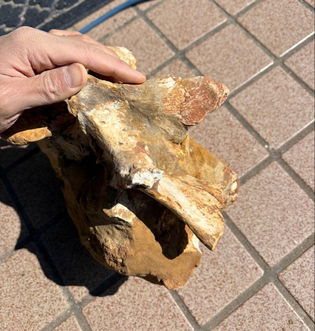 スピノサウルスの頸椎の化石　モロッコ　恐竜/ アロサウルス　ティラノサウルス