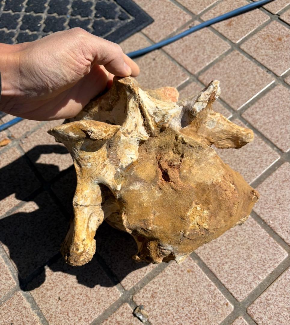 スピノサウルスの頸椎の化石　モロッコ　恐竜/ アロサウルス　ティラノサウルス