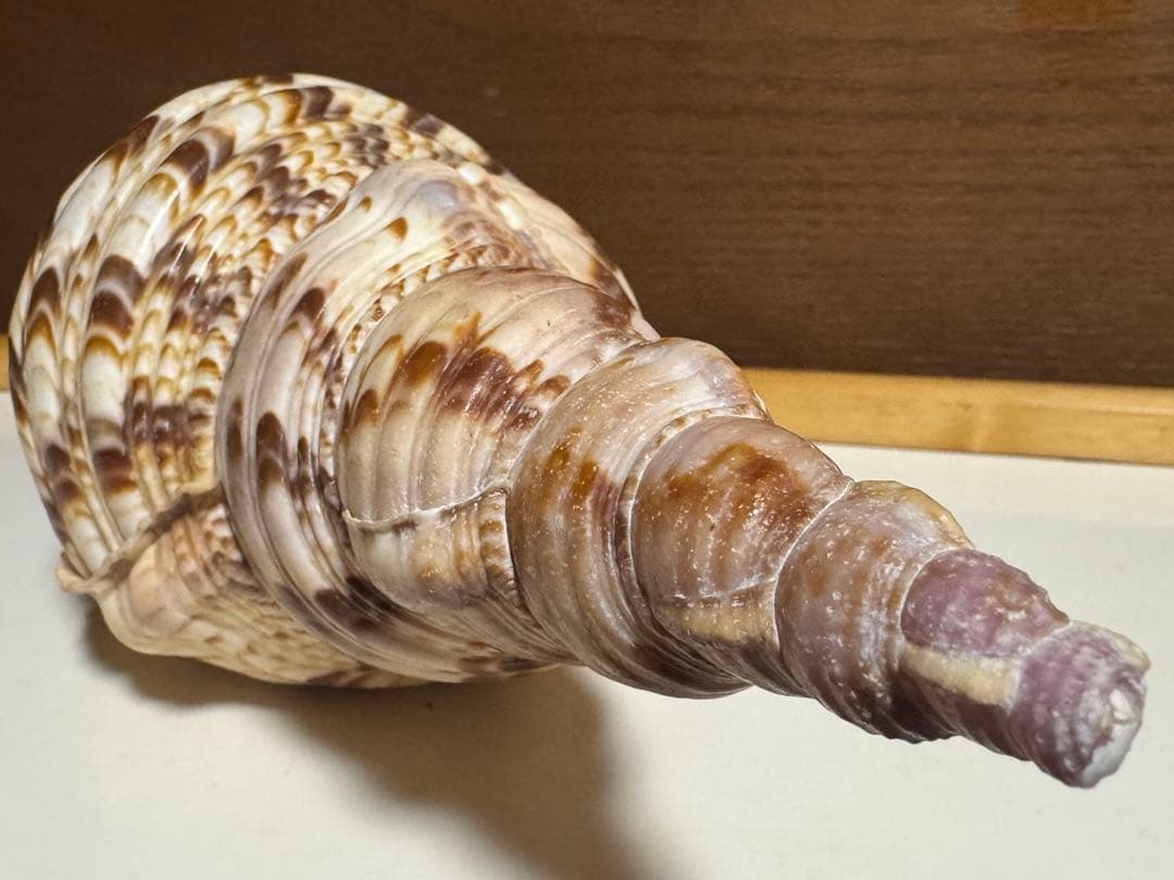 値下げ！法螺貝 ホラ貝 約34cm 783g / 不用品 現状渡し