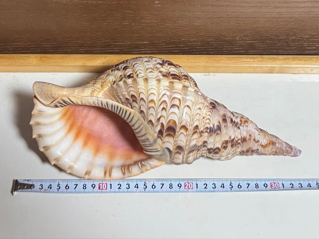値下げ！法螺貝 ホラ貝 約34cm 783g / 不用品 現状渡し