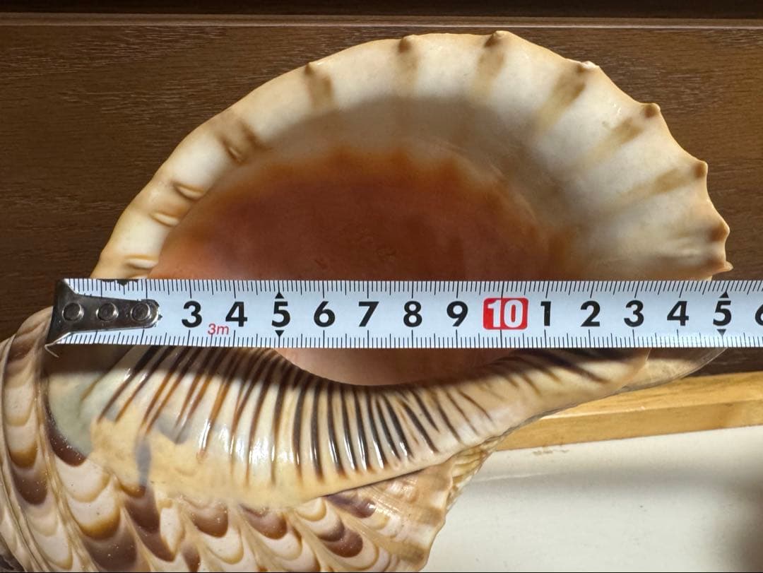 値下げ！法螺貝 ホラ貝 約34cm 783g / 不用品 現状渡し