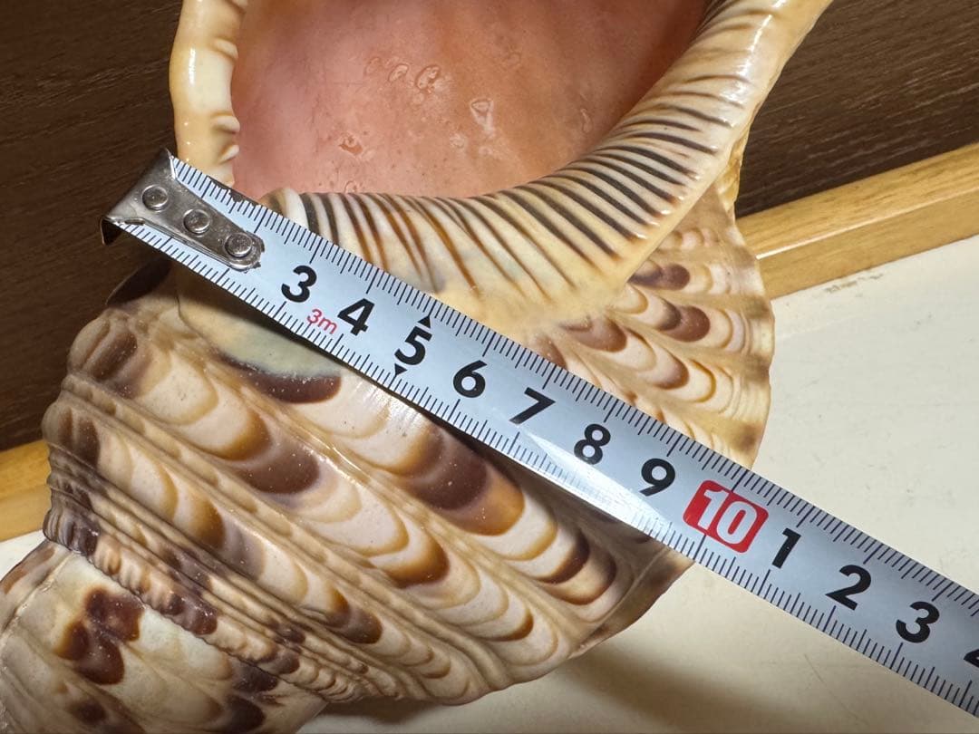値下げ！法螺貝 ホラ貝 約34cm 783g / 不用品 現状渡し