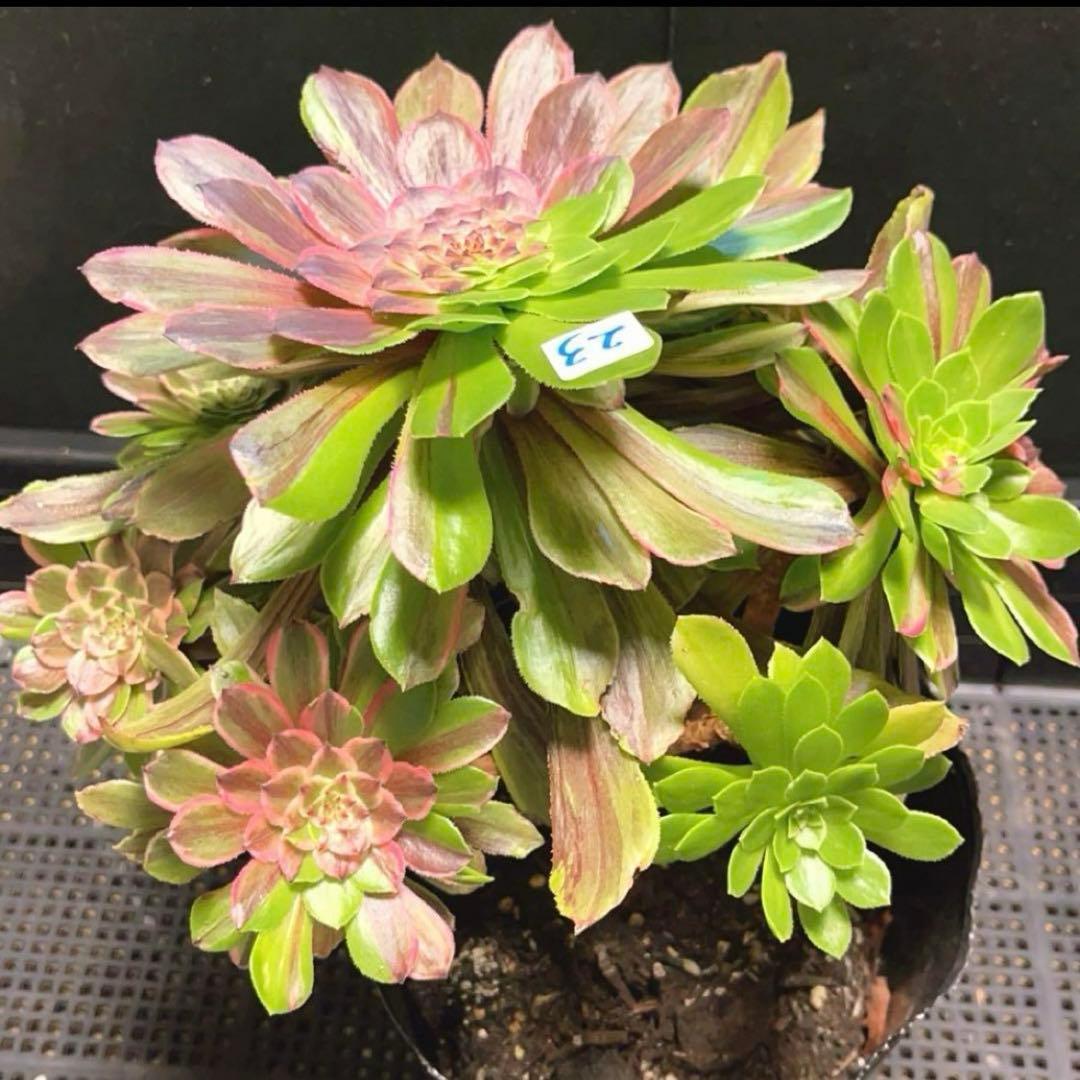 23#多肉植物アエオニウム錦❤️花顏ピンクディジー❤️1大頭7小頭23cm拔き苗