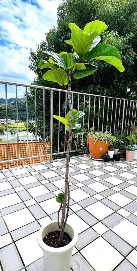 カシワバゴムの木　フィカスバンビーノ　スパイラル　現品　観葉植物