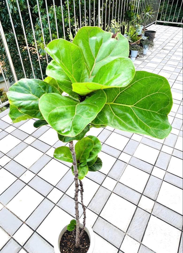 カシワバゴムの木　フィカスバンビーノ　スパイラル　現品　観葉植物