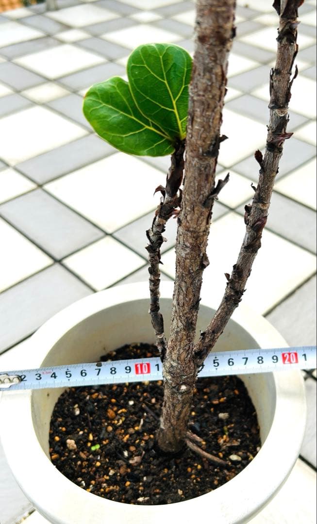 カシワバゴムの木　フィカスバンビーノ　スパイラル　現品　観葉植物