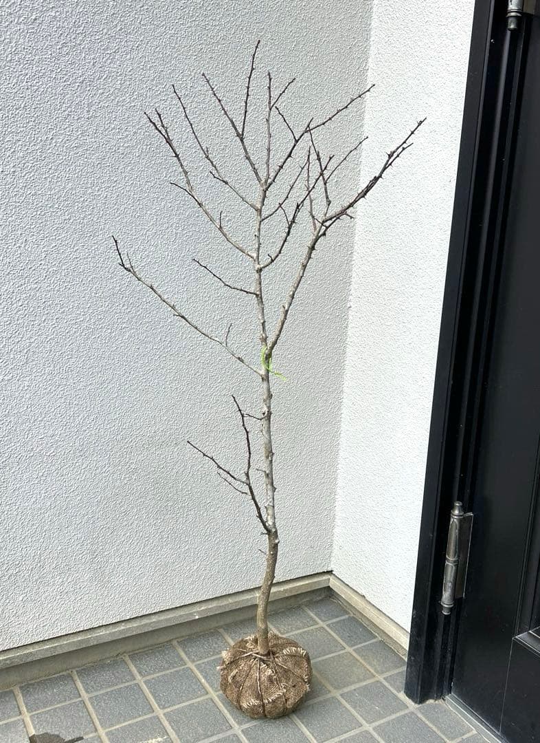 サンショウ雌木（根巻き苗）山椒　サンショウ苗木