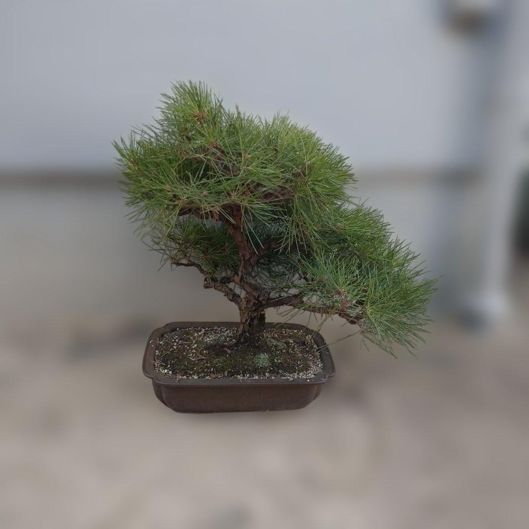 松　盆栽　2