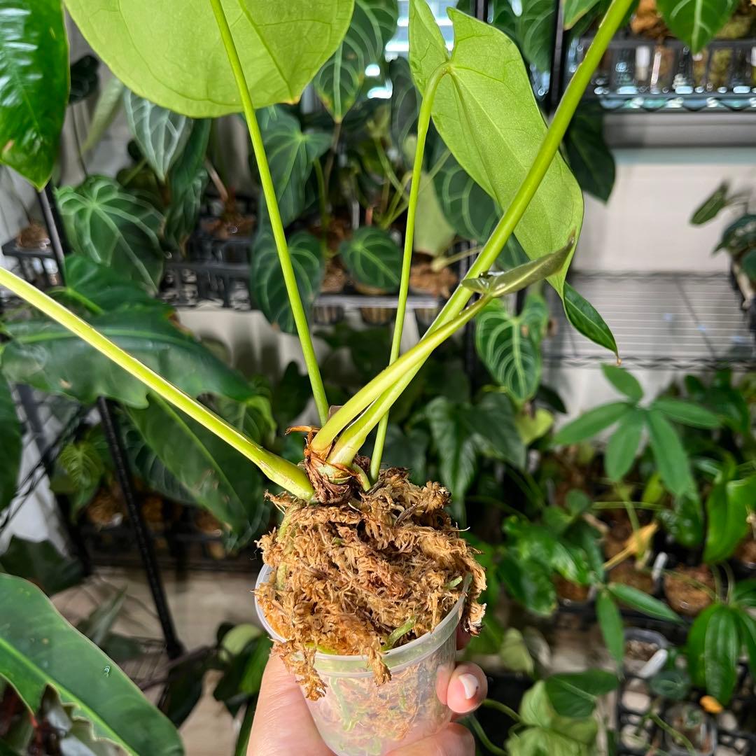 51 Anthurium magnificum アンスリウム　マグニフィカム