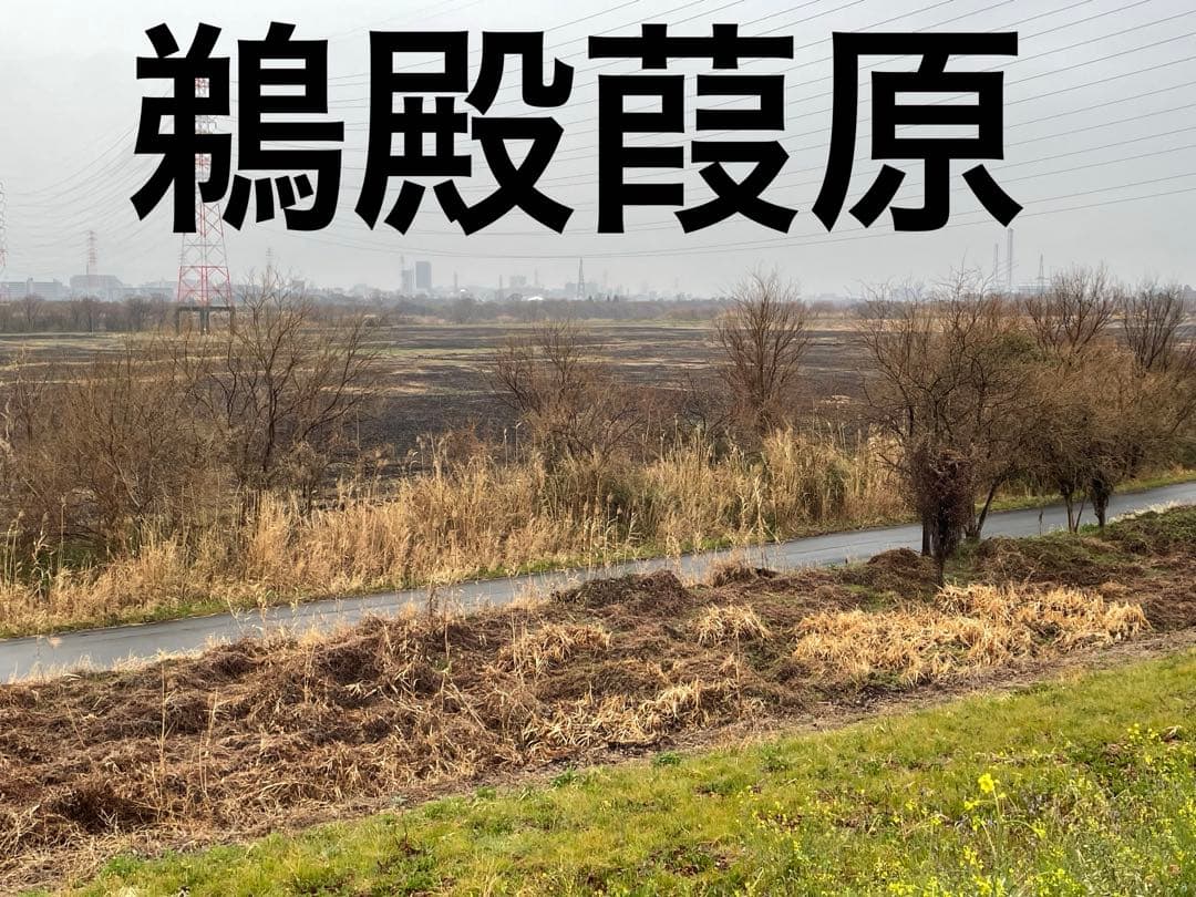 篳篥用リード 《極》※即戦力