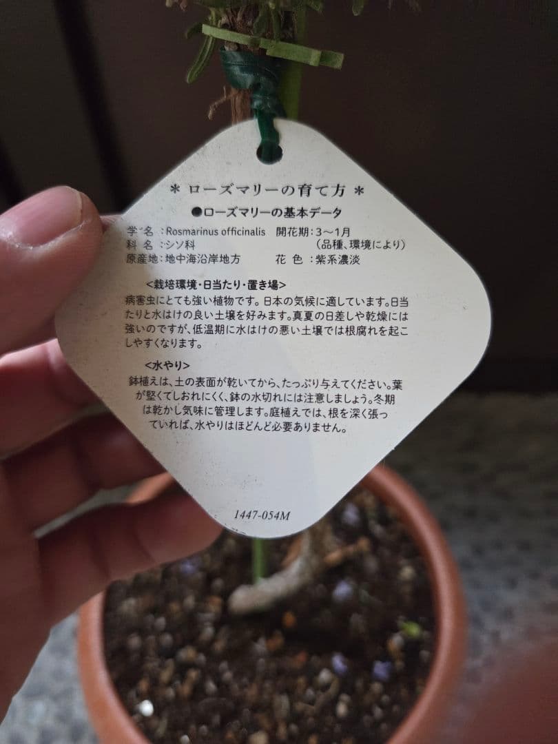 這性ローズマリー良品❗希少なトピアリー仕立て❗出回り少ない商品です。