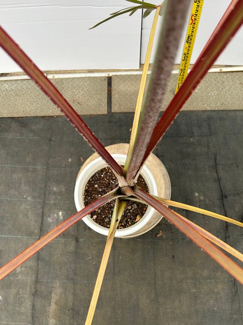 ラタニア レッド　高さ約130cm