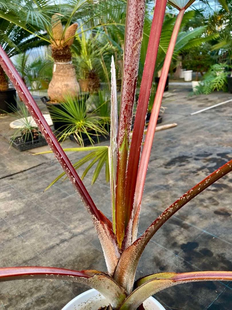 ラタニア レッド　高さ約130cm
