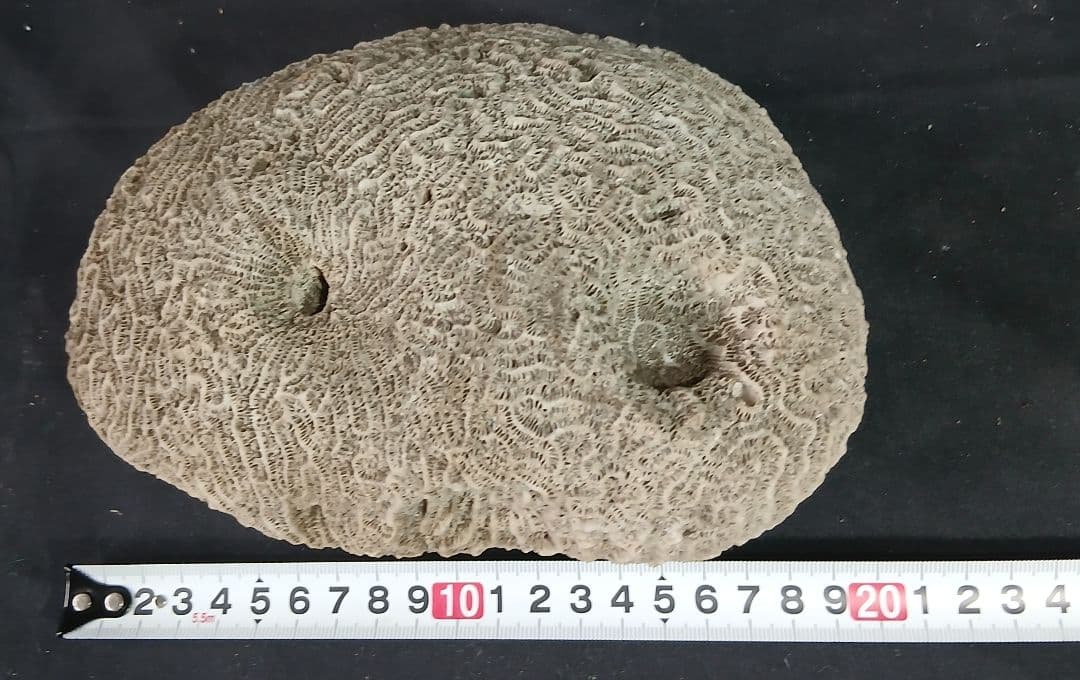 珊瑚 白珊瑚 サンゴ 白化 珊瑚礁