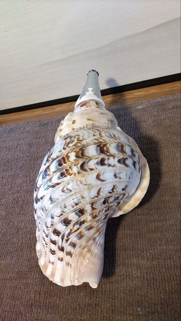 法螺貝　33 特大