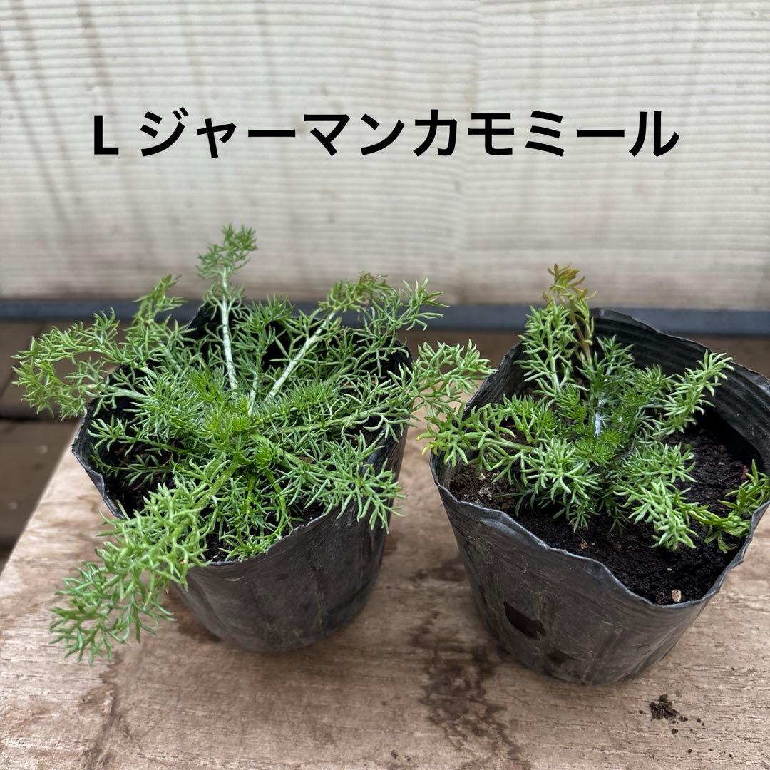 10種から選べるハーブ苗セット　2ポット650円〜　ご注文用